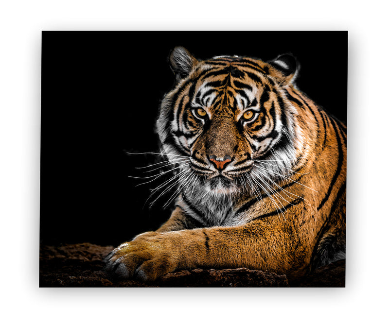 Mirada de tigre