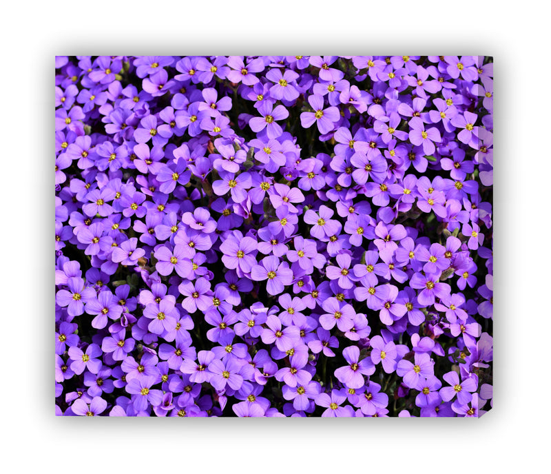 Almohada púrpura
