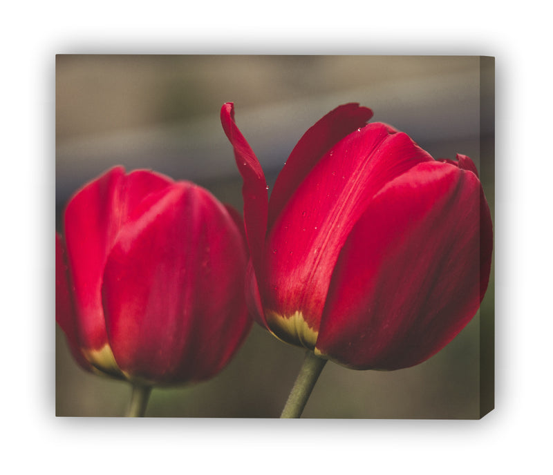 Pareja de tulipanes