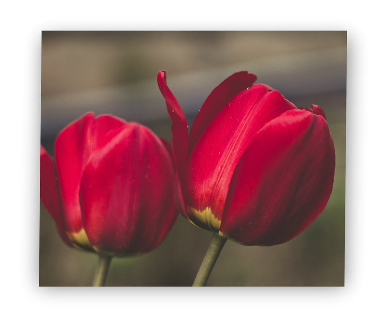 Pareja de tulipanes