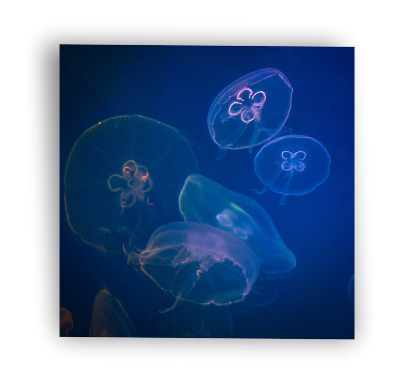 Medusa fondo azul