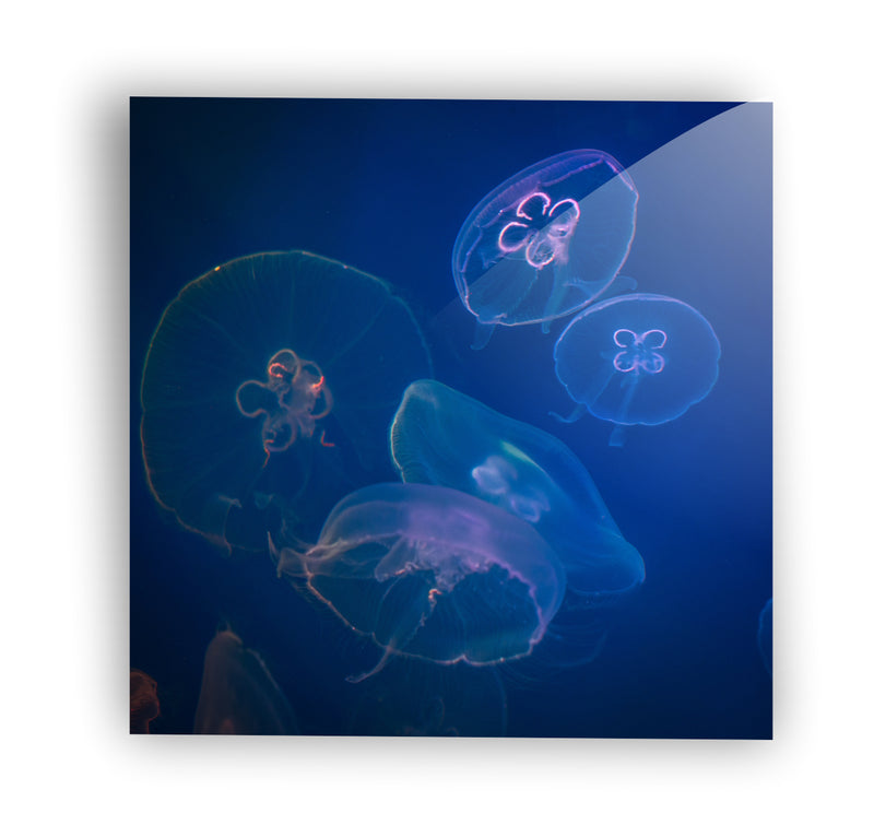 Medusa fondo azul