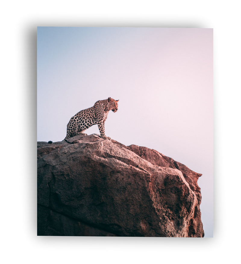 Leopardo sigiloso