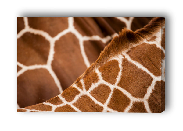 Encuentro de girafas
