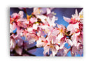 Florecer en horizontal
