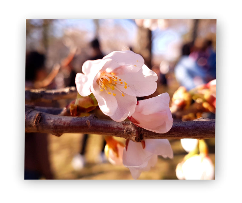 Flor de Sakura