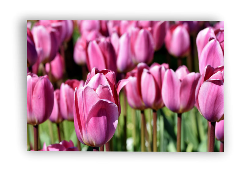 Tulipanes rosas bajo el cielo azul