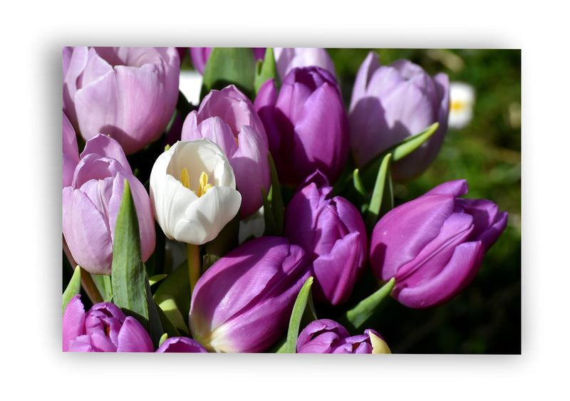 Tulipani Viola