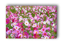 Vintage flowers