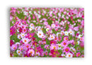 Vintage flowers