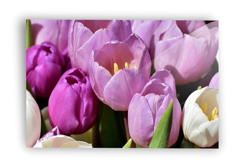 Tulipanes morado